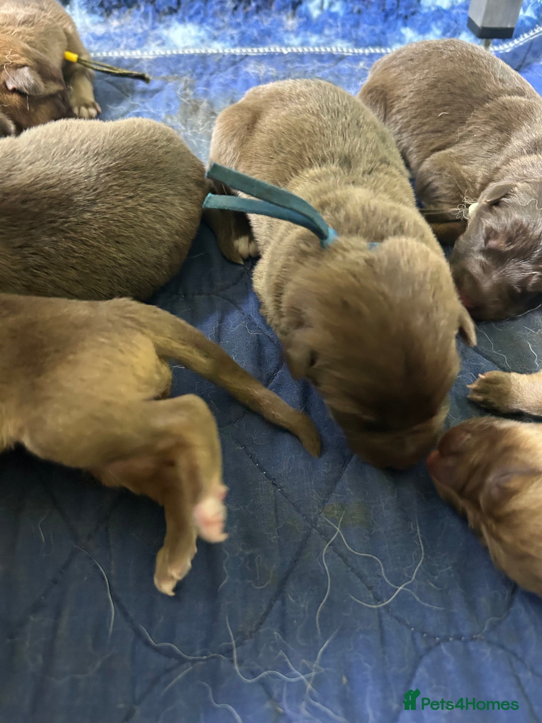 German Shepherd dogs for sale: German shepherd puppies health tested kc reg  in Honiton - Image 11