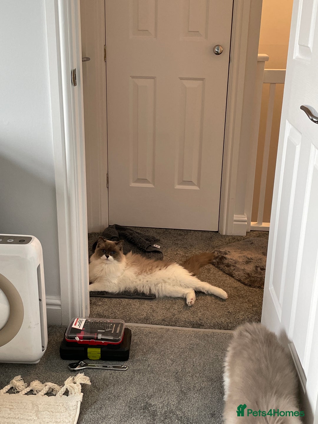 Ragdoll cats for sale: Brother Sister Ragdolls for Rehoming  - Image 22