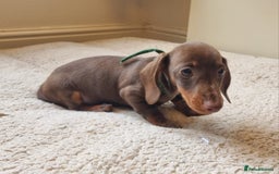 Miniature Dachshund dogs for sale: Gorgeous Mini Smooth Dachshunds Ready Now - Image 21