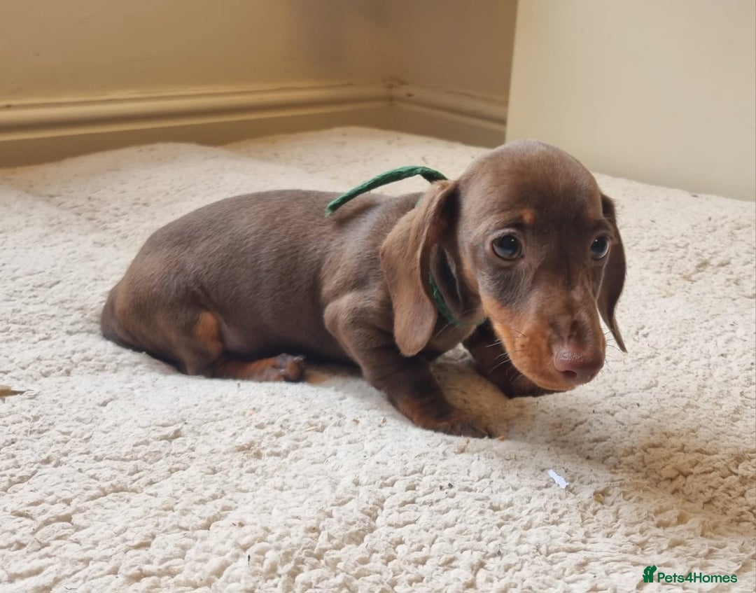 Miniature Dachshund dogs for sale: Gorgeous Mini Smooth Dachshunds Ready Now - Image 21