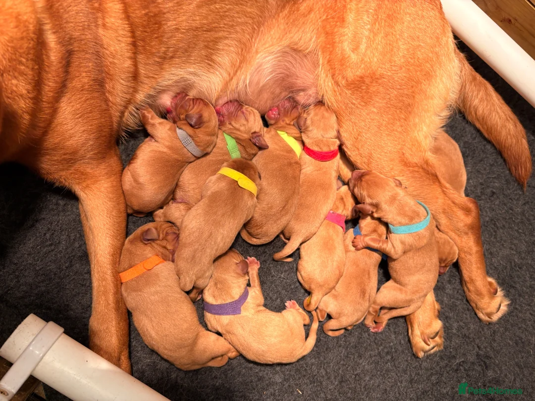 Labrador Retriever dogs for sale: Beautiful Pedigree Fox Red Labrador Puppies in Honiton - Advert 1