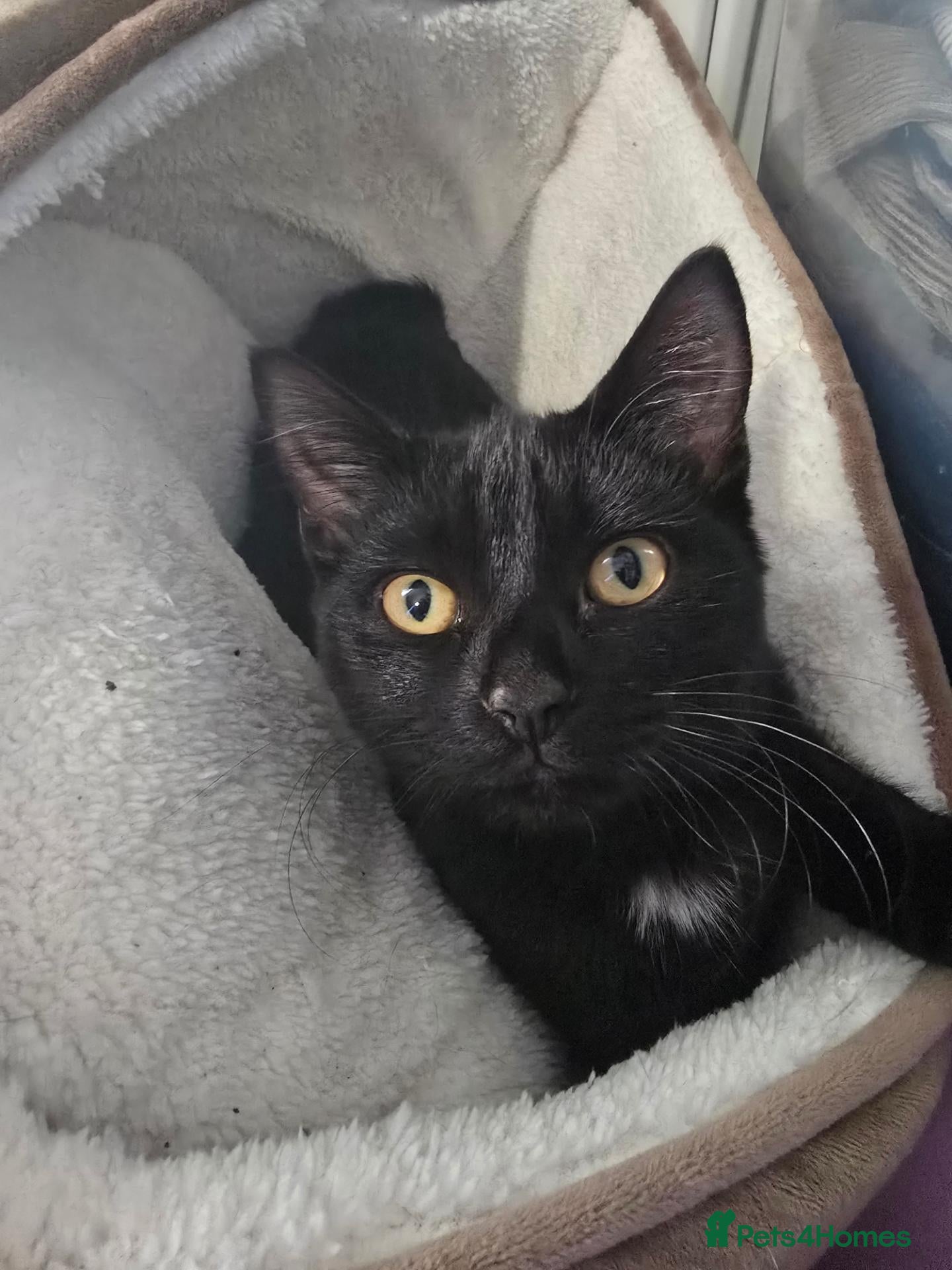 Mixed Breed cats for sale: FREE 5 month old kitten  - Advert 3