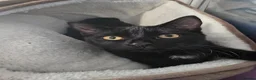 Mixed Breed cats for sale: FREE 5 month old kitten  in Dartford - Advert 1