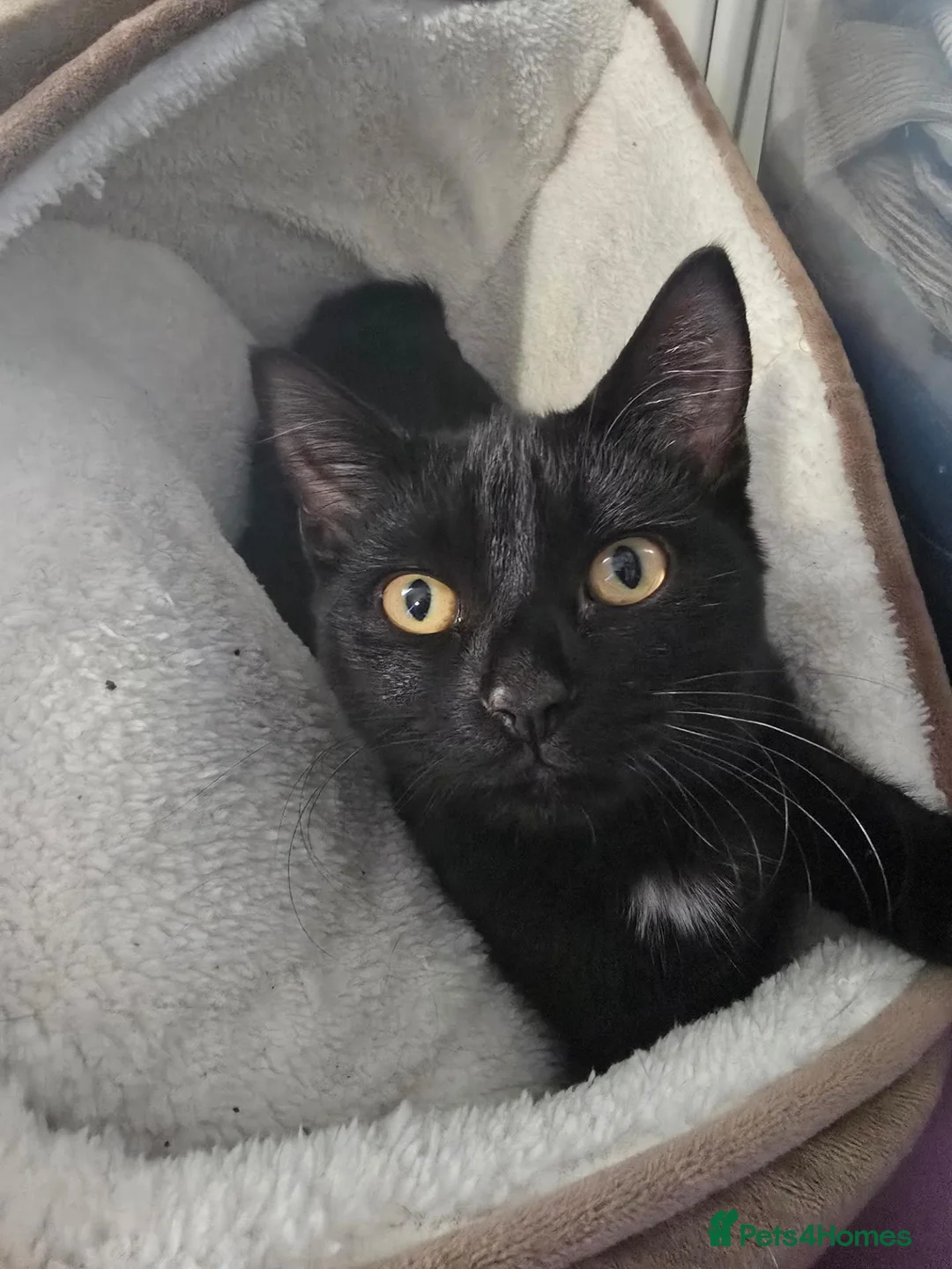 Mixed Breed cats for sale: FREE 5 month old kitten  in Dartford - Advert 1
