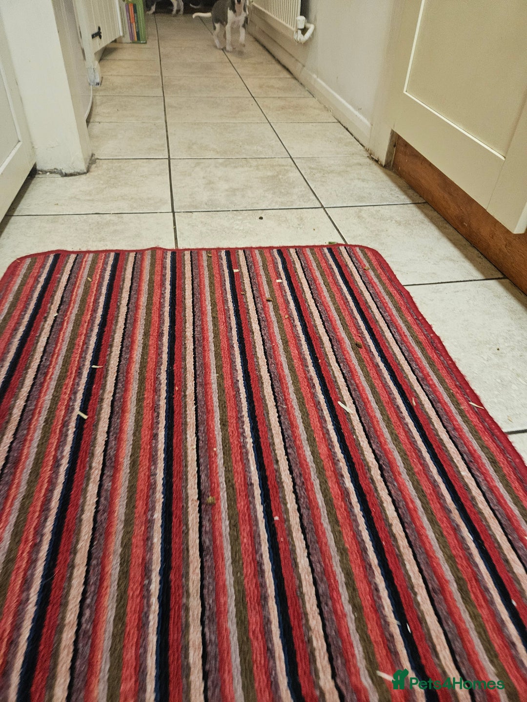 Whippet dogs for sale: KENNEL CLUB WHIPPETS  - Advert 8