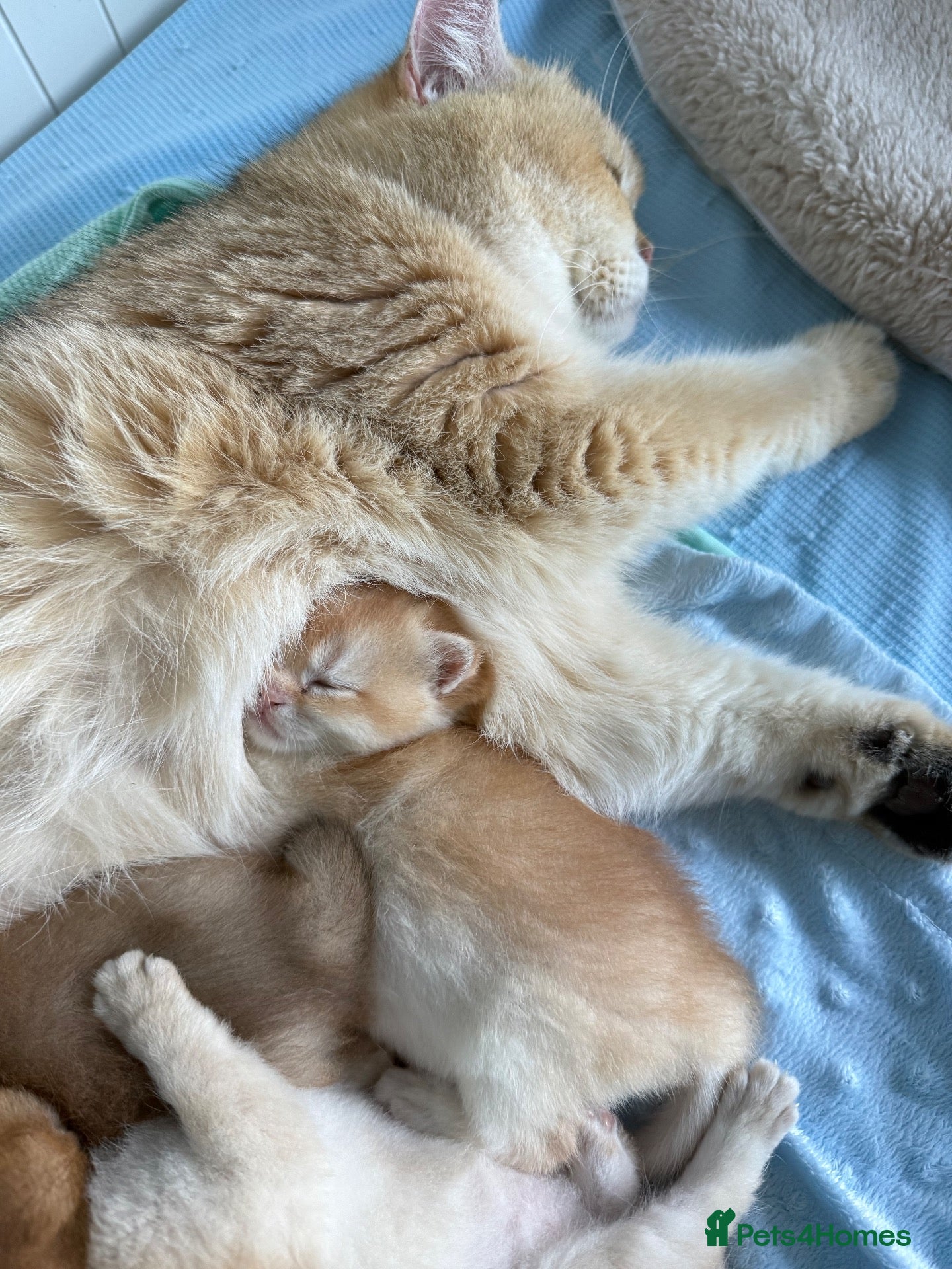 British Shorthair cats for sale: 🌟Rare Chocolate Golden BSH girls Tica registered  - Advert 1