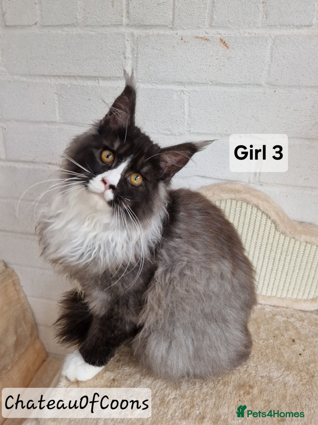 Maine Coon cats for sale: Stunning Black Smoke Registred Maine Coon Kittens - Advert 11