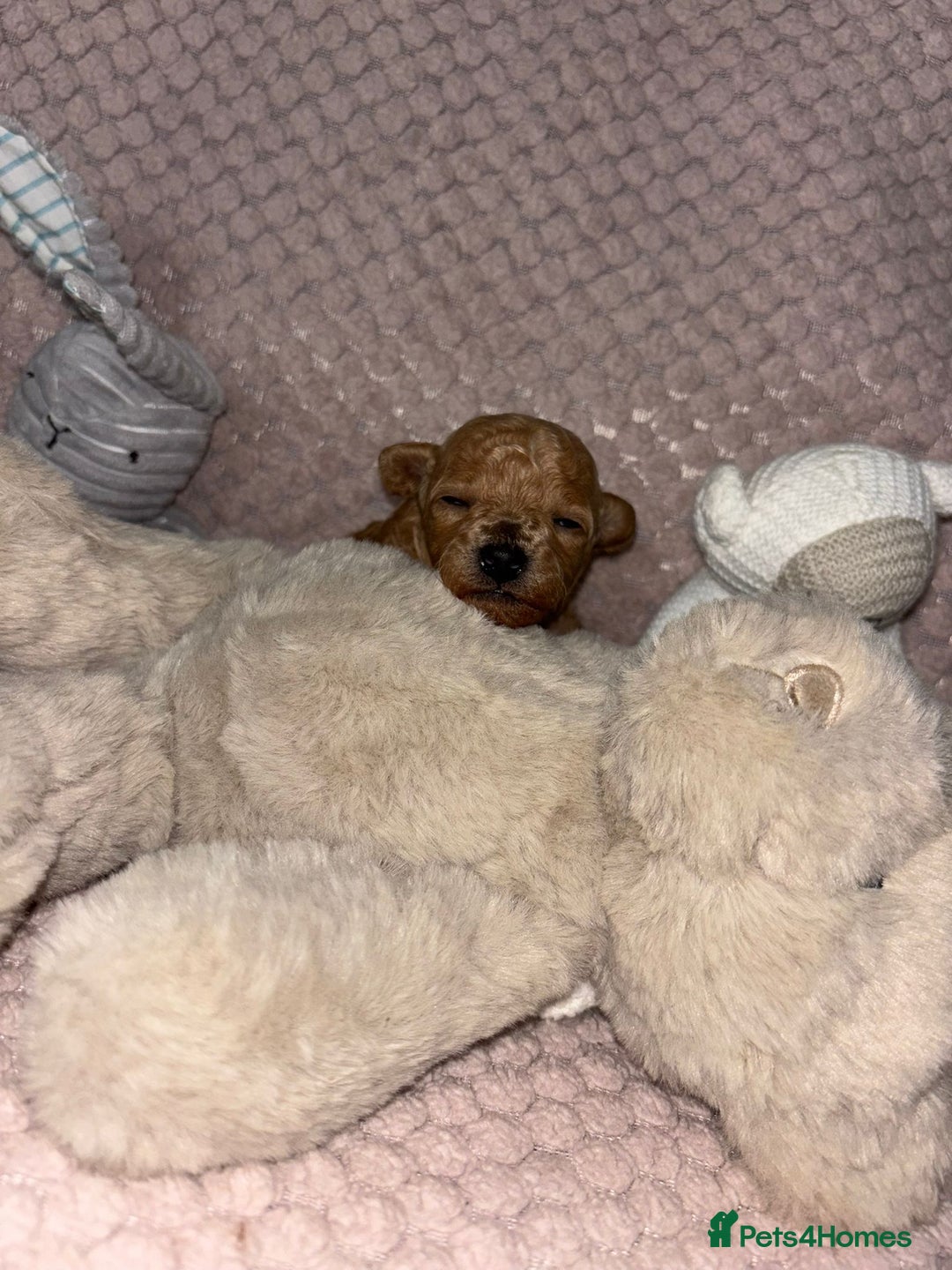 Toy Poodle dogs for stud: For stud toy poodle £125 - Image 13