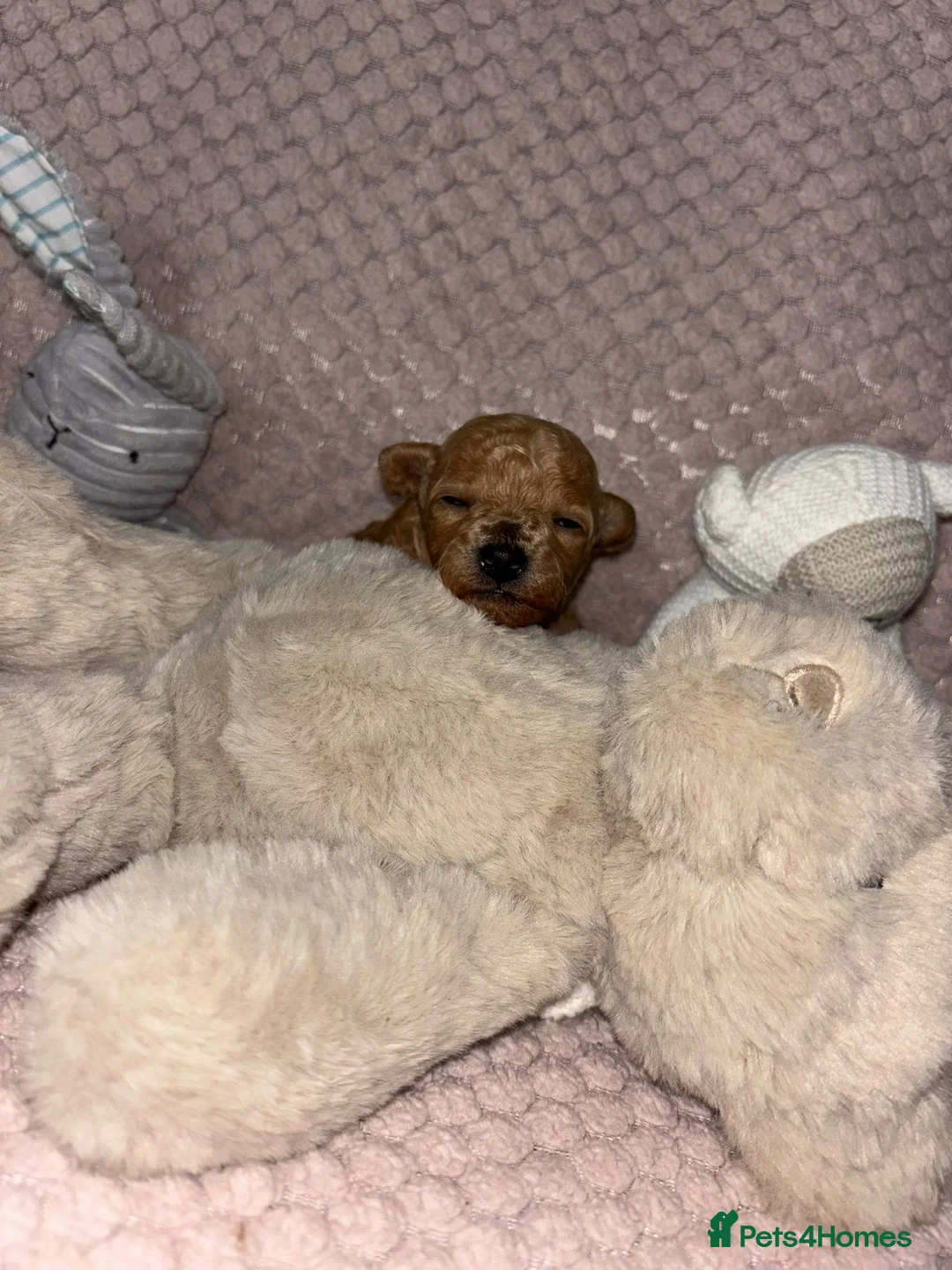 Toy Poodle dogs for stud: For stud toy poodle £125 - Advert 13