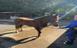 Welsh Section D horses for sale: Stunning chestnut mare  - Image 2