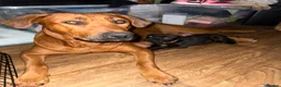 Mixed Breed dogs for sale: ❣️READY NEXT WEEK❣️Cane Corso cross ❣️ - Advert 14