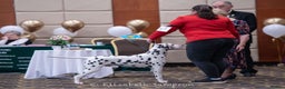 Dalmatian dogs for stud: Outstanding, health tested KC reg male| proven in Aberdare - Advert 10