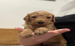 Irish Doodle dogs for sale: 6 beautiful F1b Irish Doodle puppies ❤️🐶 - Image 23