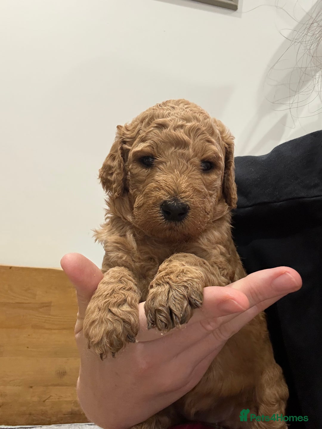 Irish Doodle dogs for sale: 6 beautiful F1b Irish Doodle puppies ❤️🐶 - Image 23