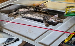 Bengal cats for sale: Bencoons, Bengal mum Maincoon Dad - Image 6