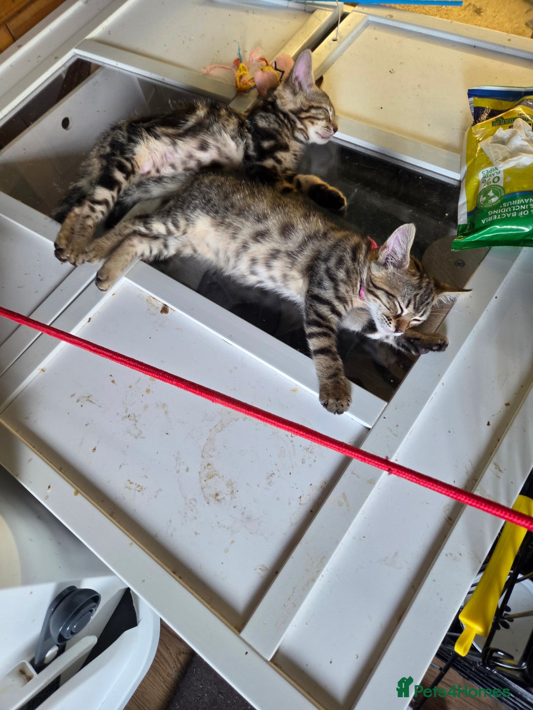 Bengal cats for sale: Bencoons, Bengal mum Maincoon Dad - Image 6