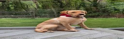 Labrador Retriever dogs for sale: 4 beautiful Labrador boys for family/work buddy in Aberaeron - Advert 2