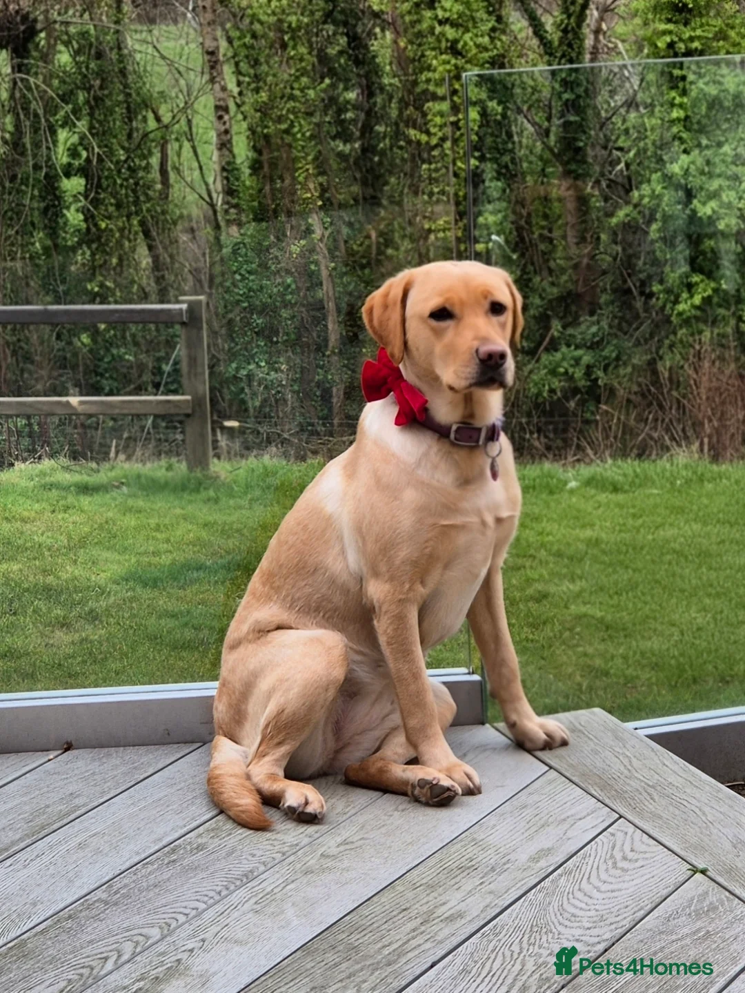 Labrador Retriever dogs for sale: 4 beautiful Labrador boys for family/work buddy in Aberaeron - Advert 2
