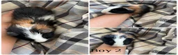 Guinea Pig rodents for sale: 3 boy guinea pigs  - Advert 2