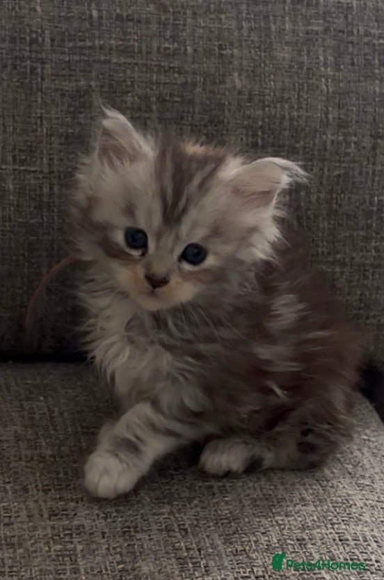 Maine Coon cats Beautiful registered babies - Advert 2