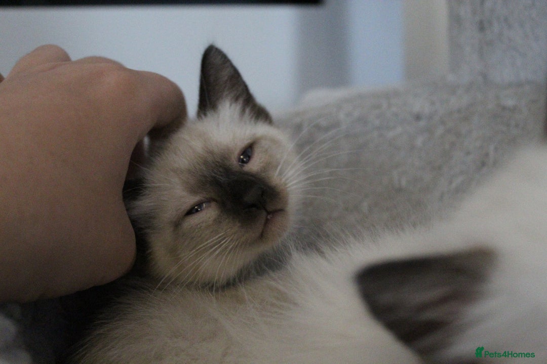 Ragamese cats for sale: Ragamese ragdoll siamese vaccinated, microchipped - Image 15