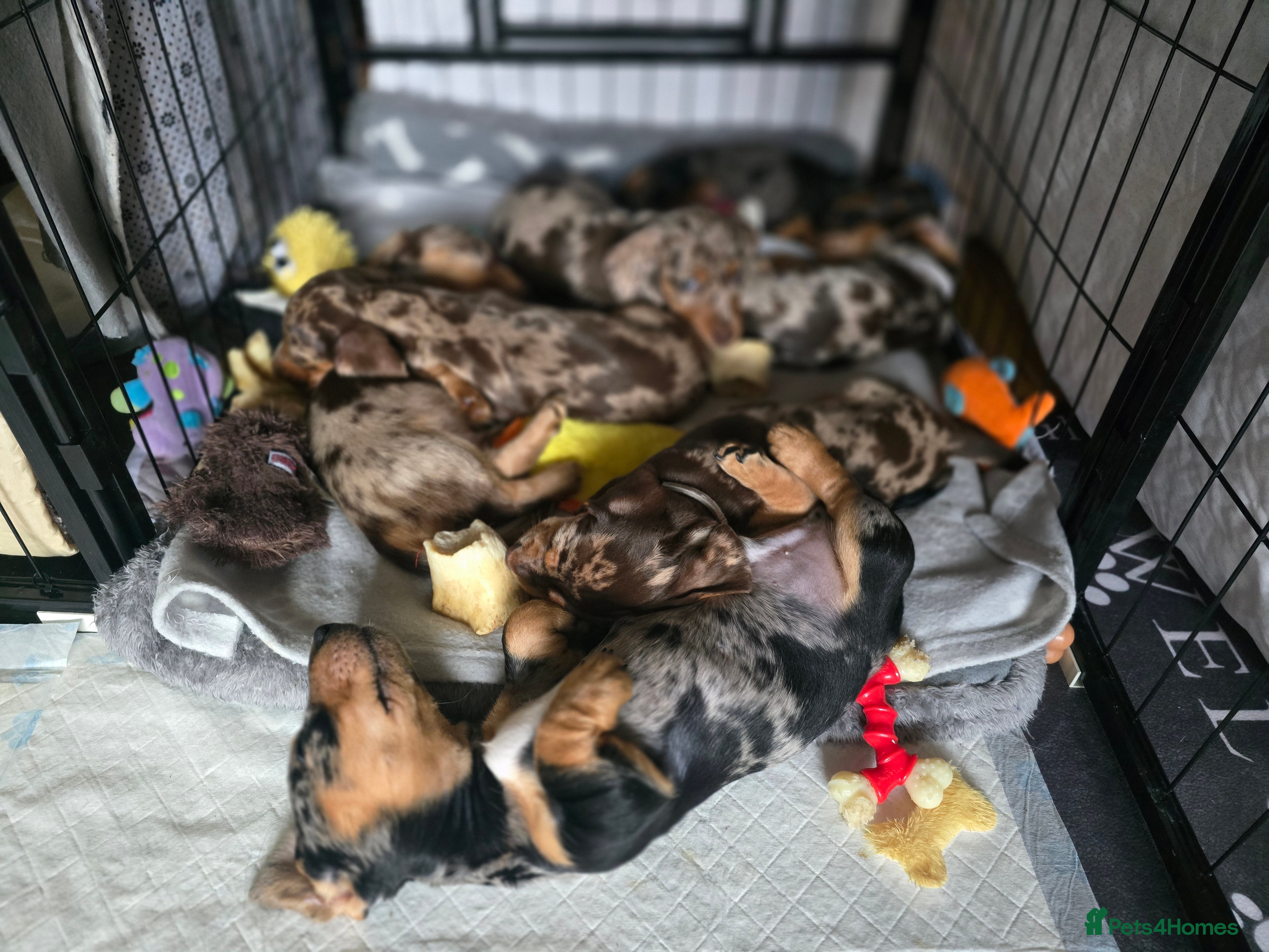 Miniature Dachshund dogs Adorable Miniature Dachshunds KC Registered Pups - Advert 3