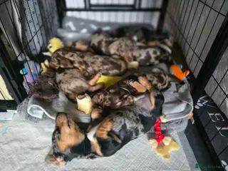 Miniature Dachshund dogs Adorable Miniature Dachshunds KC Registered Pups - Advert 3