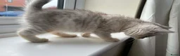 British Shorthair cats for sale: British Blue Shorthair Silver Tabby kittens - Advert 19