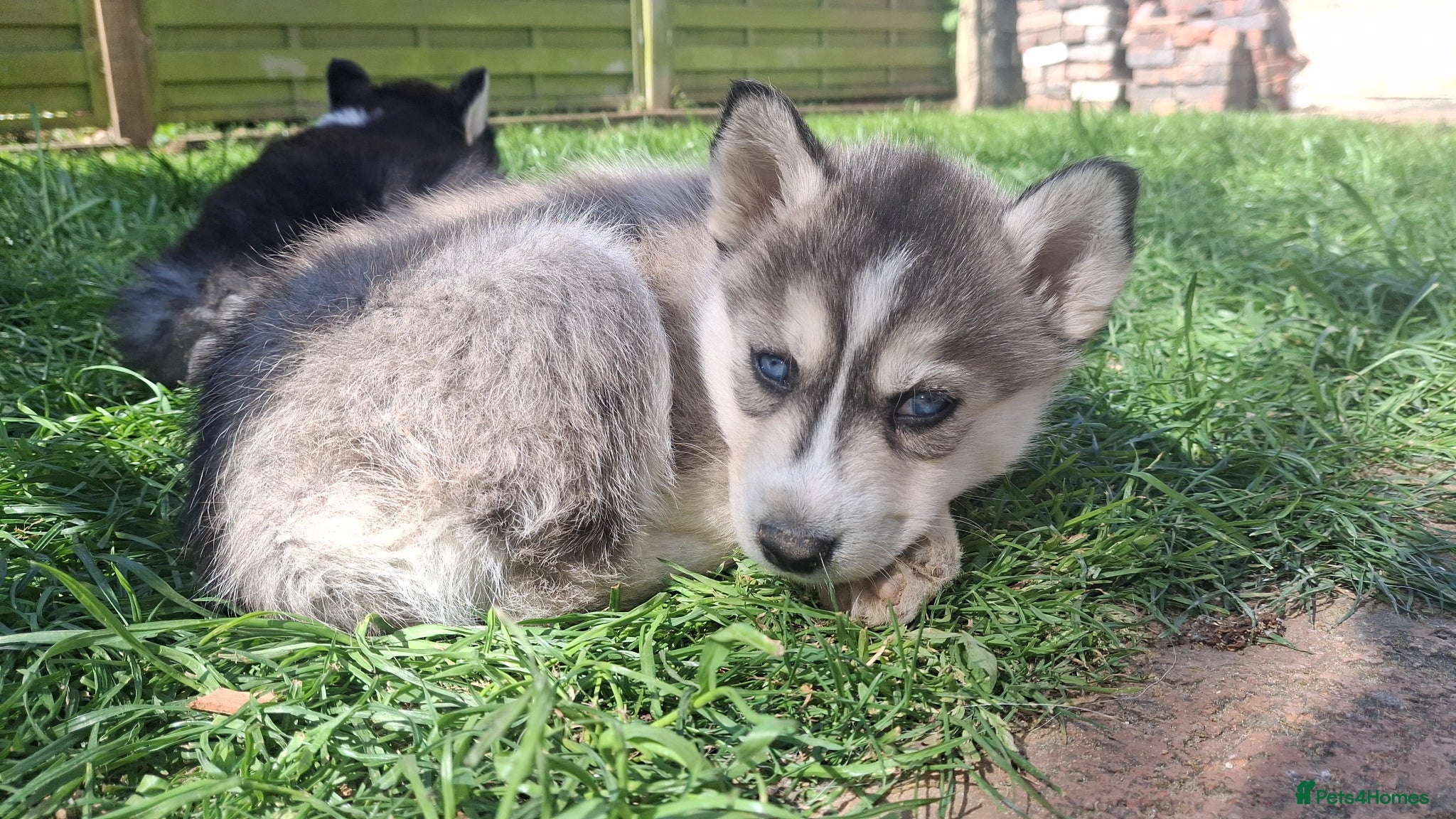Pomsky dogs Beautiful f2b pomsky puppies  - Advert 16