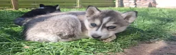 Pomsky dogs for sale: ❤️ G E O R G E O U S POMSKY PUPPIES READY TODAY ❤️ - Advert 36
