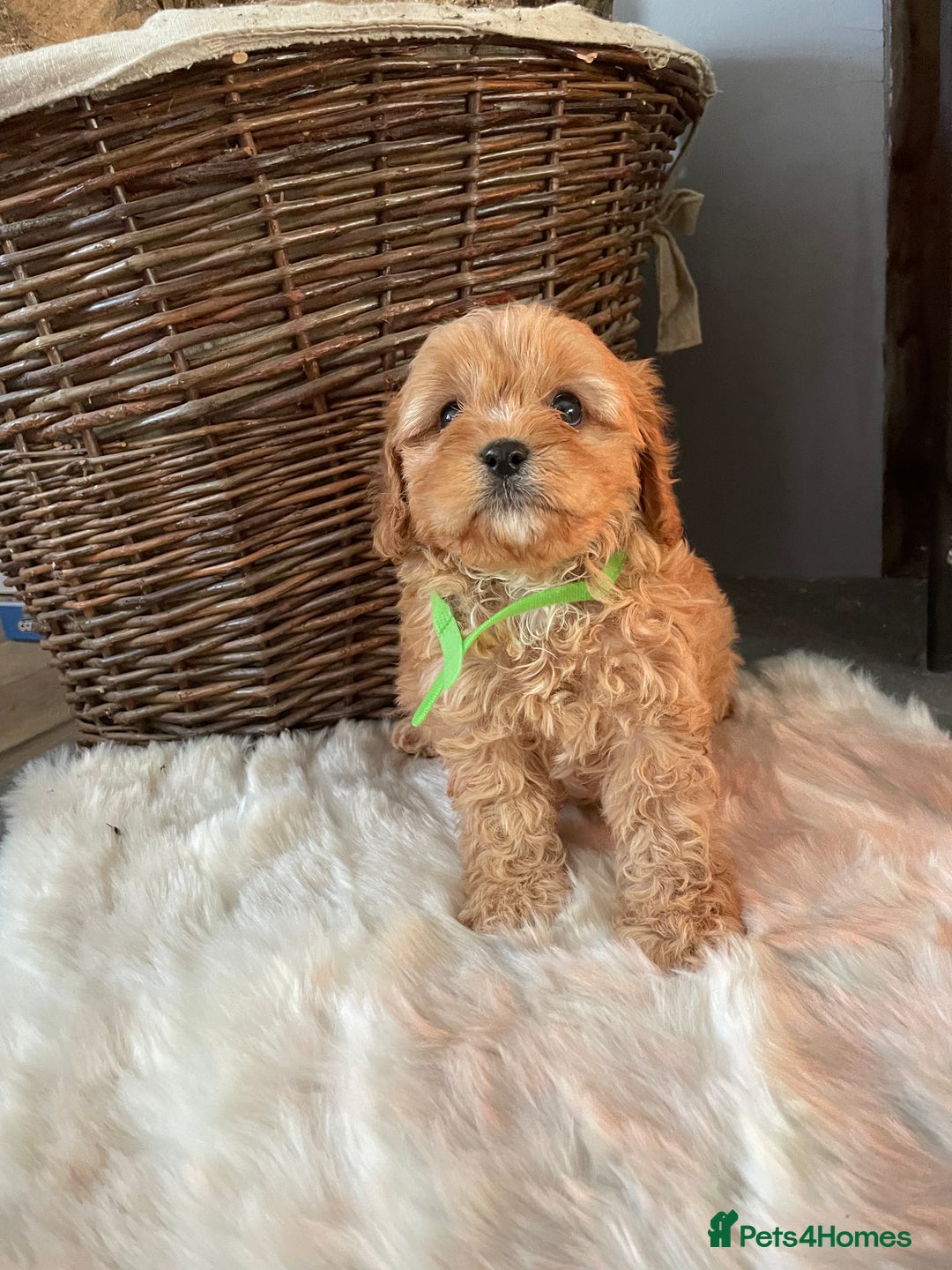 Cavapoo dogs for sale: Gorgeous Cavapoo Puppies - Advert 5