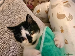 Mixed Breed cats Gorgeous Scottish fold cross kitten (female) - Advert 2