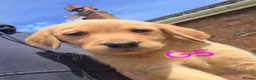 Goldador dogs for sale: Gorgeous Goldador Puppies  - Advert 5