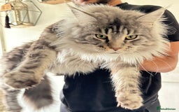 Maine Coon cats for sale: Maine Coon Male- Silver Tabby Kitten  - Image 6