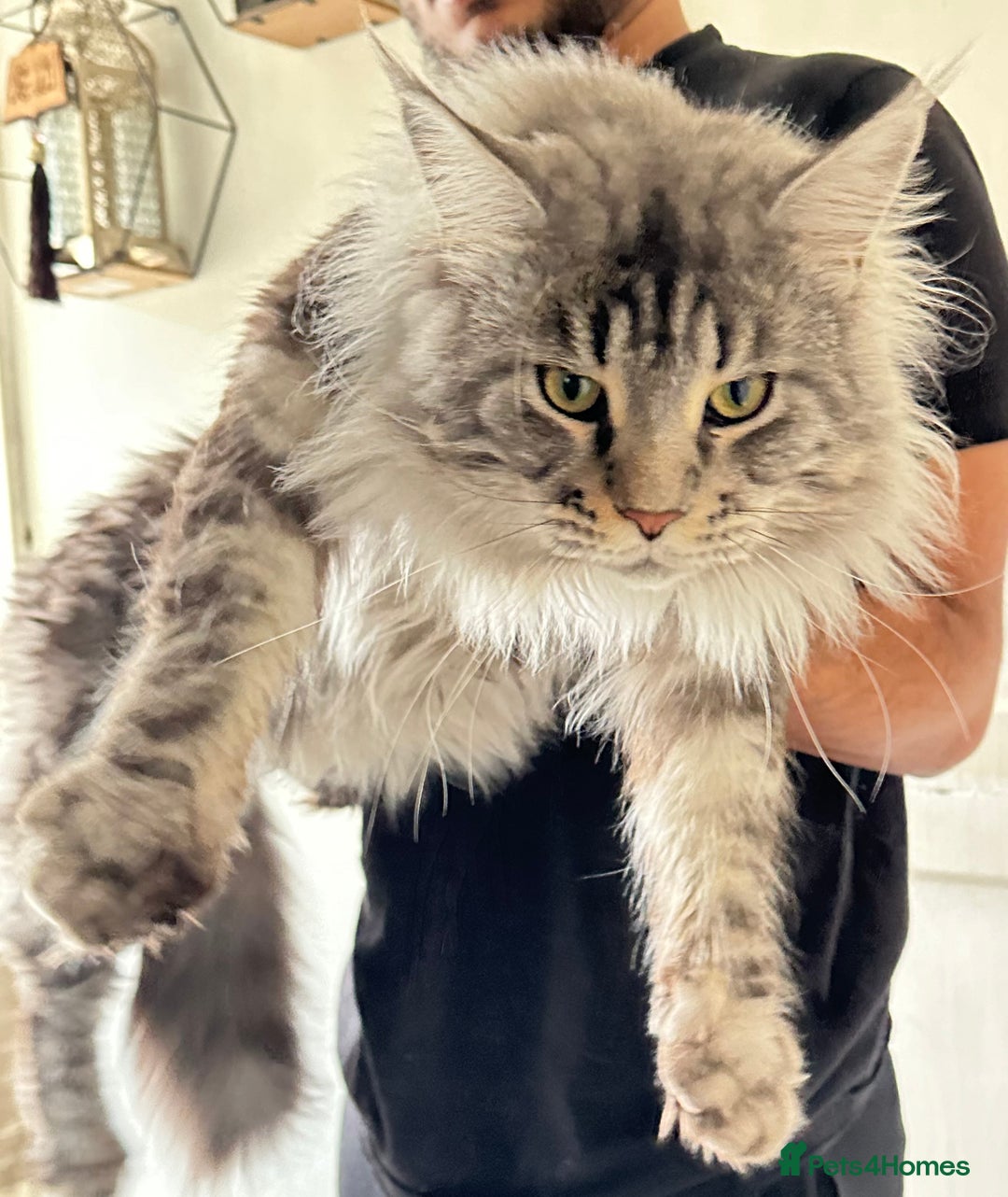 Maine Coon cats for sale: Maine Coon Male- Silver Tabby Kitten  - Image 6