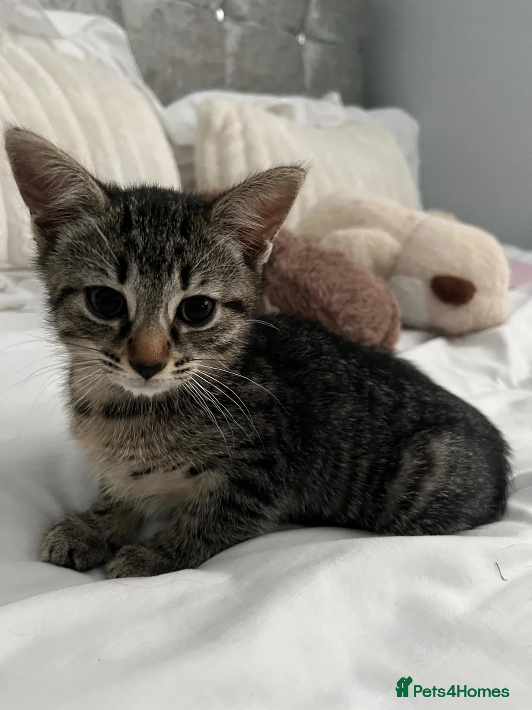 Mixed Breed cats for sale: 2 adorable kittens for sale  in Liverpool - Advert 2