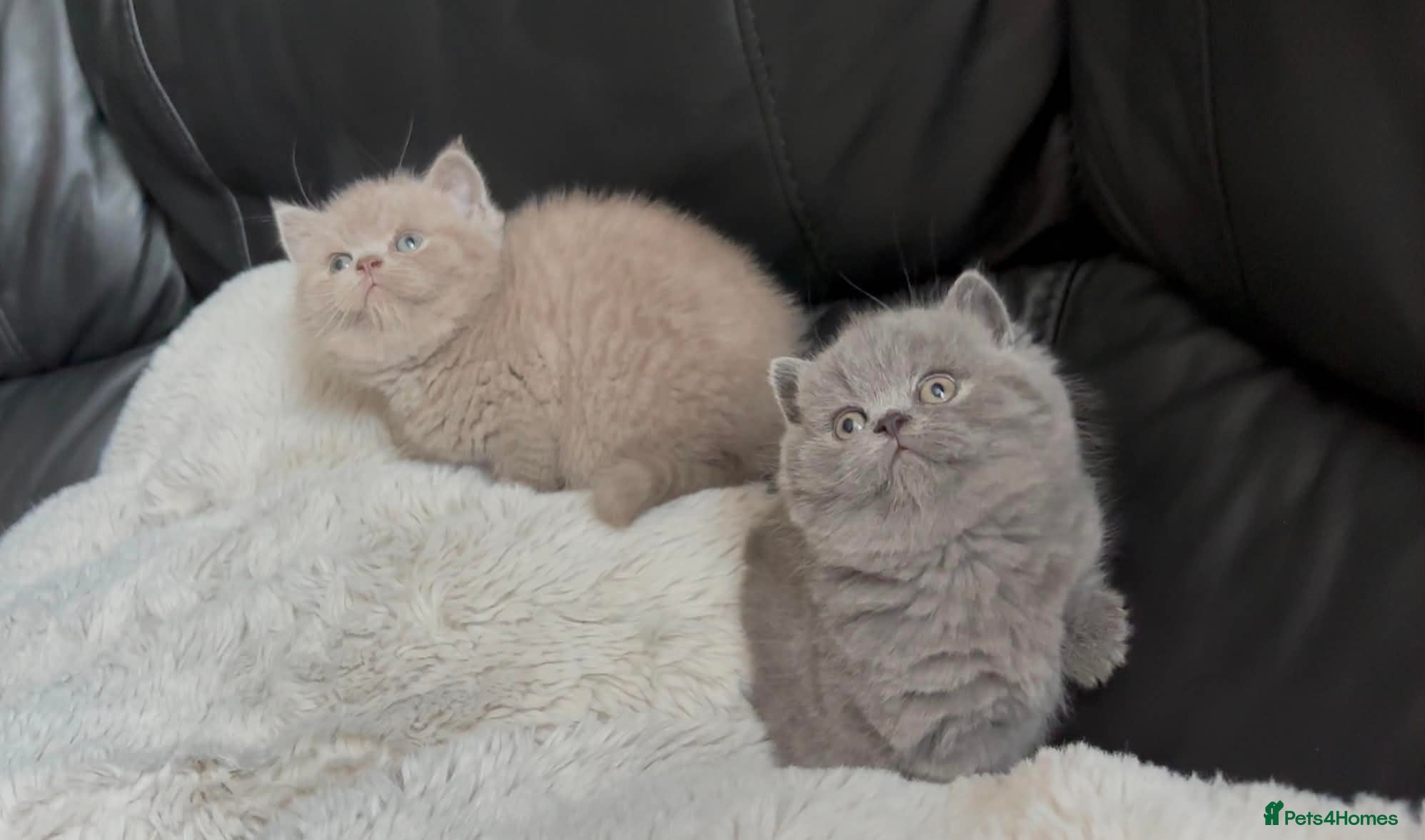 British Shorthair cats 2 beautiful British shorthairs available  - Advert 1