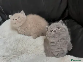 British Shorthair cats 2 beautiful British shorthairs available - Advert 3
