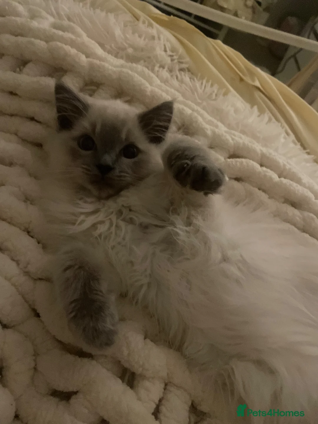 Ragdoll cats for sale: Beautiful male ragdoll💙Please read description💙 - Advert 2