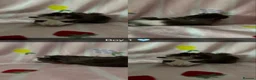 Guinea Pig rodents for sale: Guinea pigs  - Advert 3