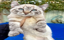 Bengal cats for sale: Breathtaking rare snow leopard  - Advert 1