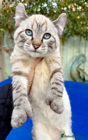 Bengal cats Breathtaking rare snow leopard - Advert 1