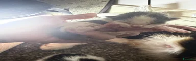 Mixed Breed 2