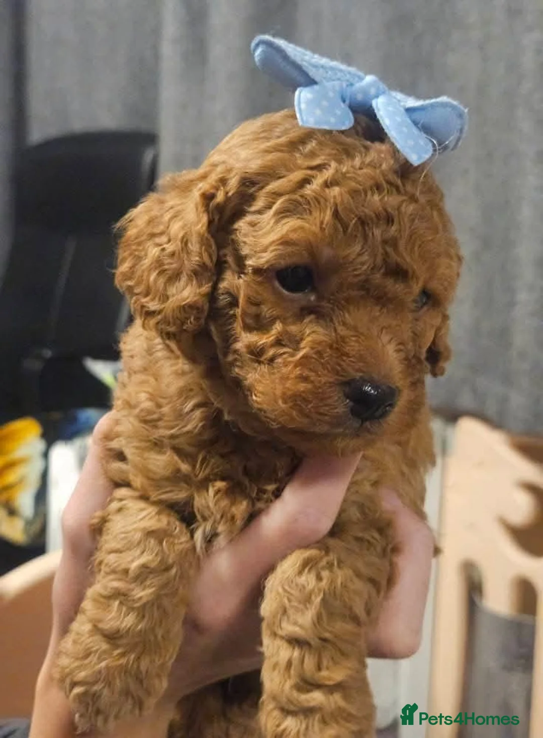 Toy Poodle dogs for stud: ‘Teddy’ KC Registered/Health tested Toy Stud in Wigan - Advert 16