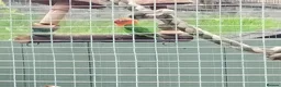 Parakeets birds for sale: Birds  - Advert 3