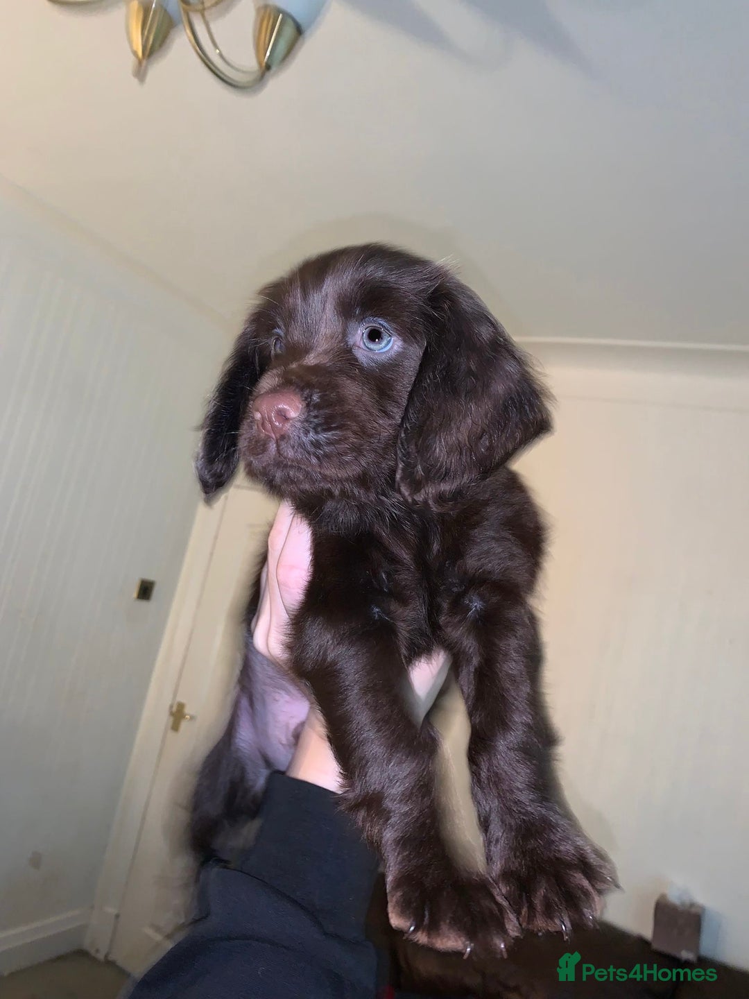 Cocker Spaniel dogs for sale: Beautiful Chocolate Working Cockers - Last 2 boys - Advert 4