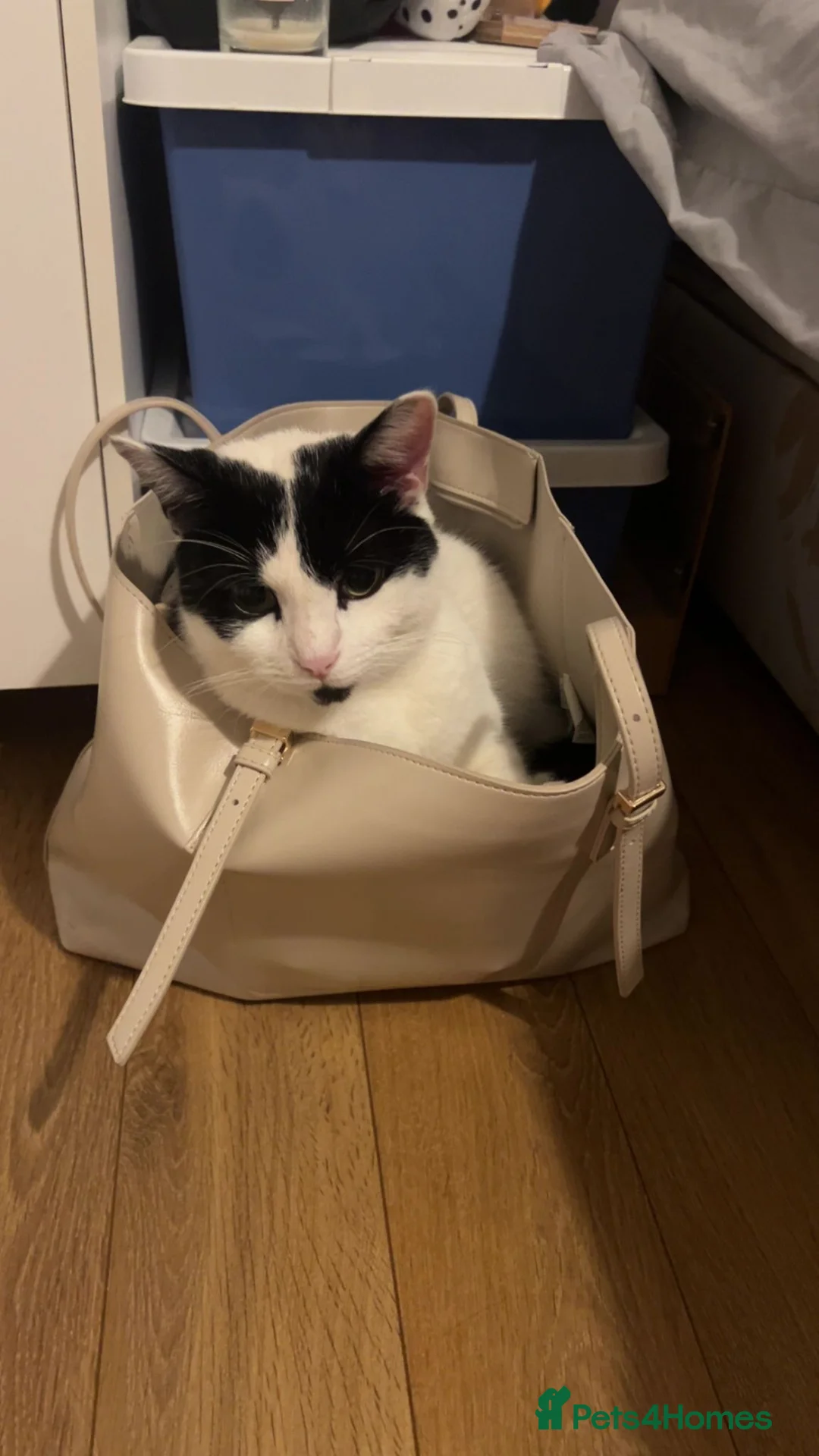 Mixed Breed cats for sale: Male cat looking for forever home in Telford - Advert 3