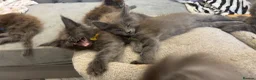 Maine Coon cats for sale: Stunning GCCF Registered Maine Coon Kittens  - Advert 14