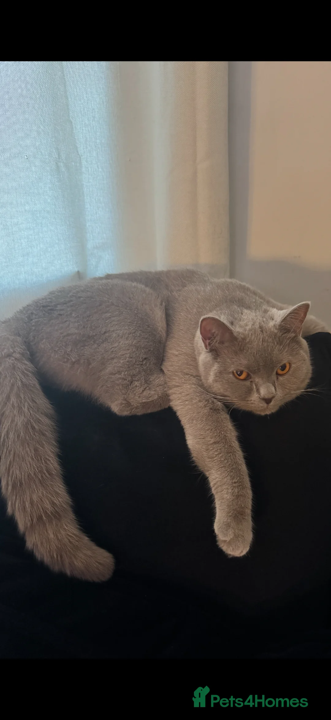 British Shorthair cats for sale: Beautiful boy teddy  in Burntwood - Advert 4