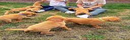 Labrador Retriever dogs for sale: Beautiful fox red Labrador litter  - Advert 8